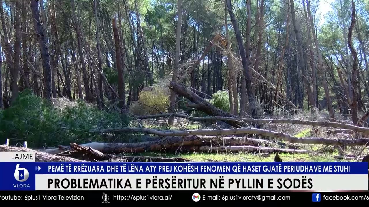 Problematika e përsëritur në Pyllin e Sodës. Pemë të rrëzuara dhe të lëna aty prej kohësh