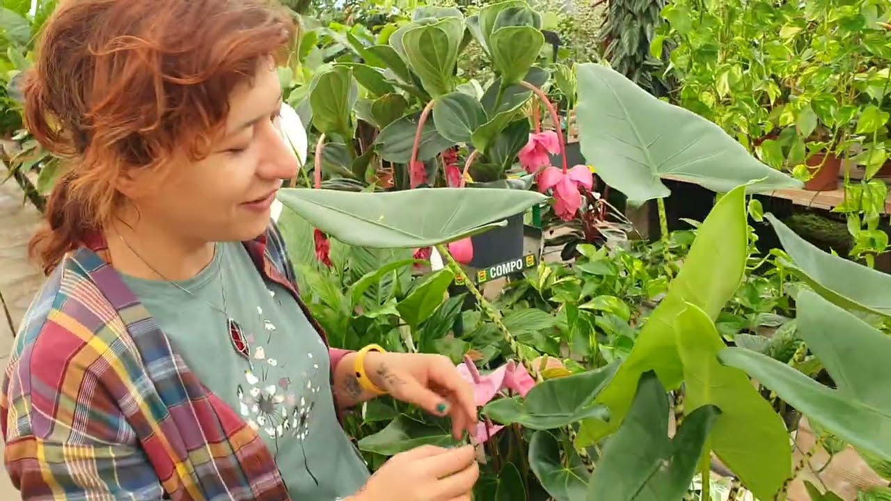 La spettacolare ALOCASIA ZEBRINA