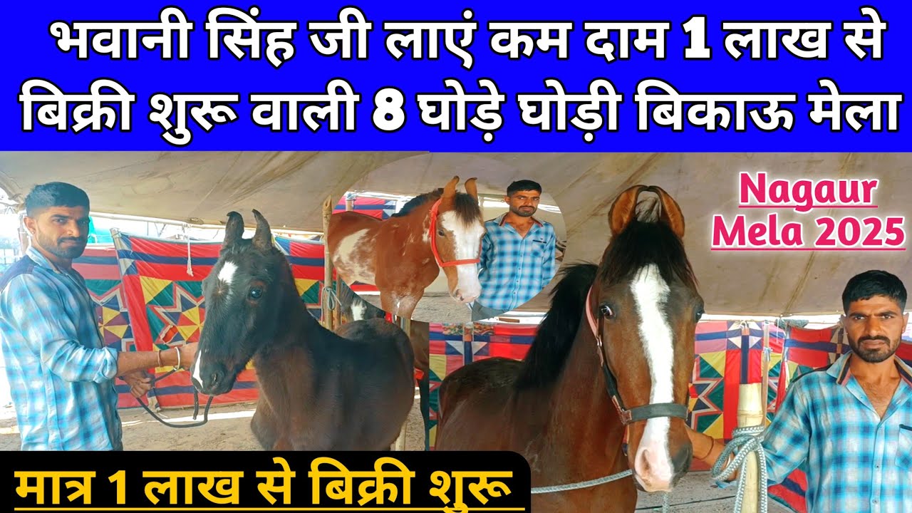 भवानी सिंह जी लाएं कम दाम 1 लाख से बिक्री शुरू वाली 8 घोड़े घोड़ी बिकाऊ । Nagaur pashu mela 2025।