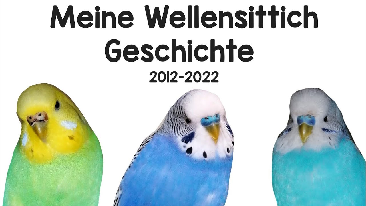 Alle meine Wellensittiche / Meine Wellensittich Geschichte 2012- 2022