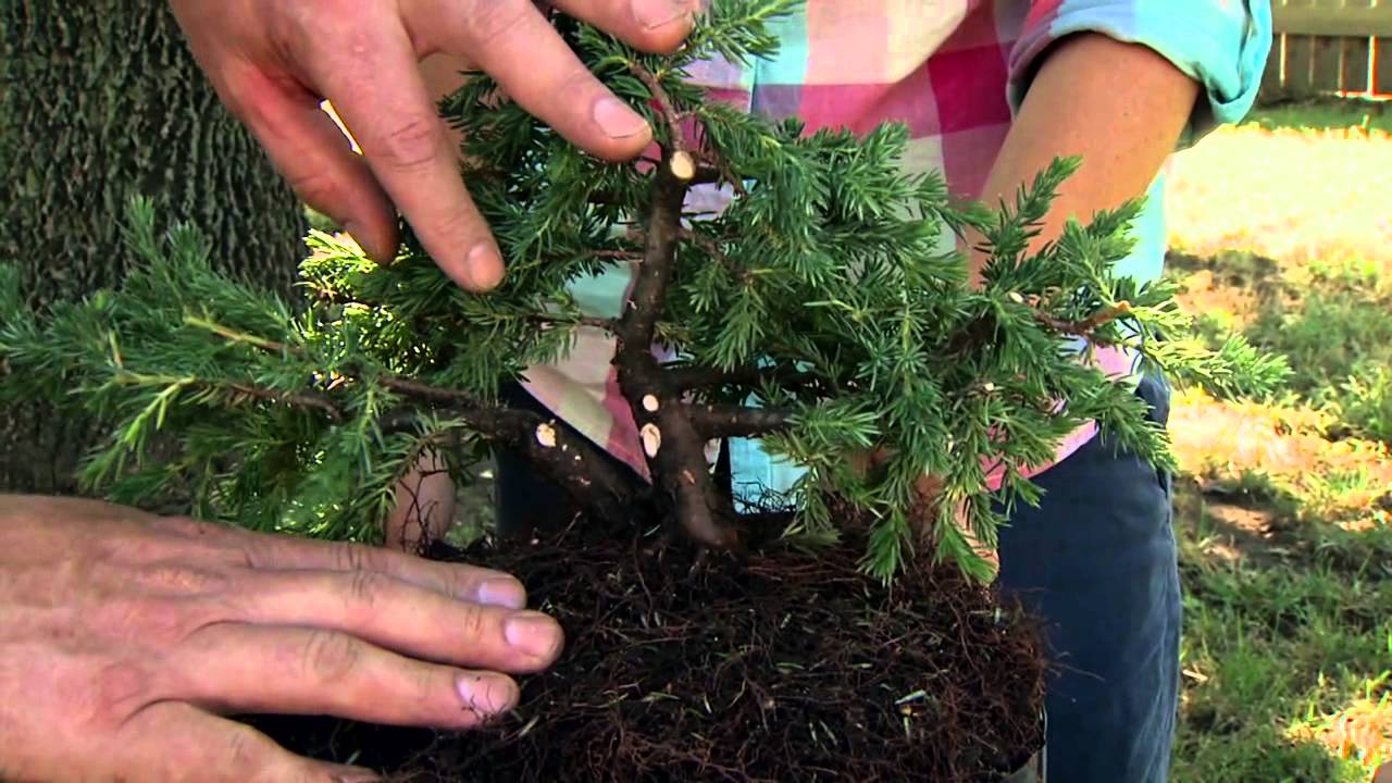 Starting Your Own Bonsai