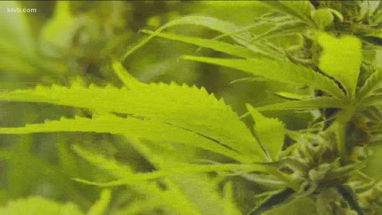 Plan approved to allow Idaho Dept. of Agriculture to license hemp producers, handlers
