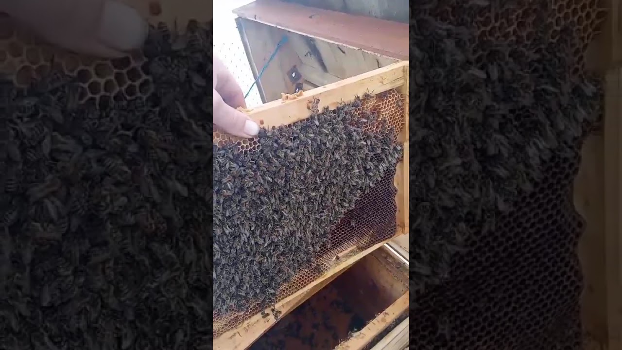 Nie popełniaj takich błęd&oacute;w w ulu! 🐝