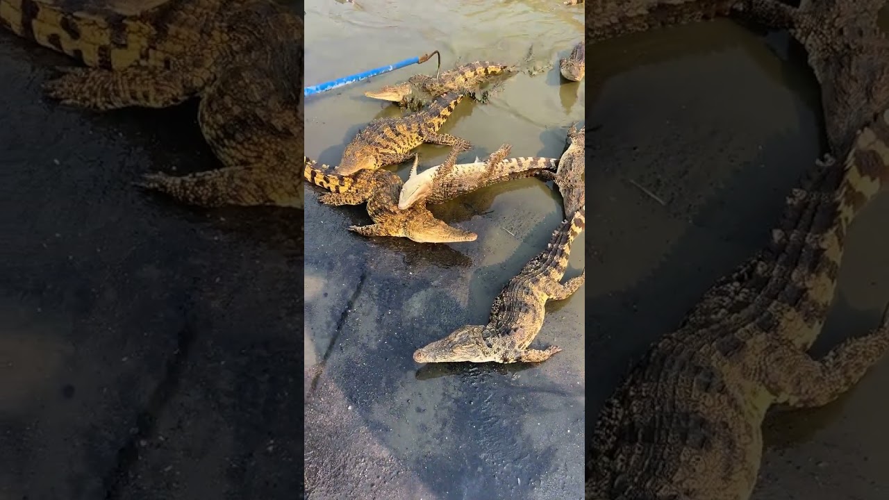 How dangerous could it possibly be for humans at a crocodile farm? #crocodile #crocodilefarm