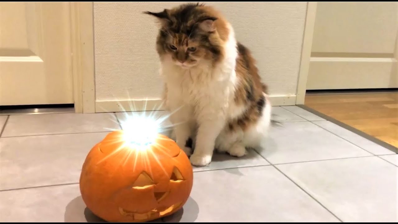 Maine Coon Cat: Funny Moments 🐱
