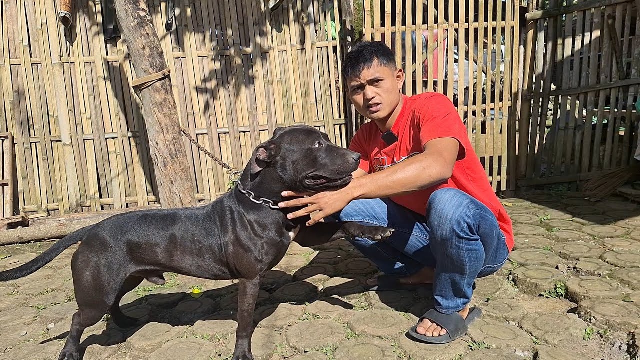 UPDATE TERBARU ANJING DI KANDANG TIM JEMBAR MOTEKAR CIKAJANG ‼️