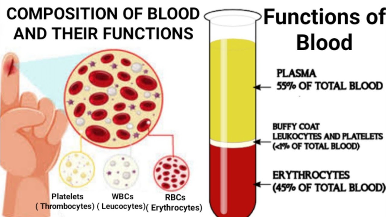 Composition of blood and their functions|| Functions of blood in hindi