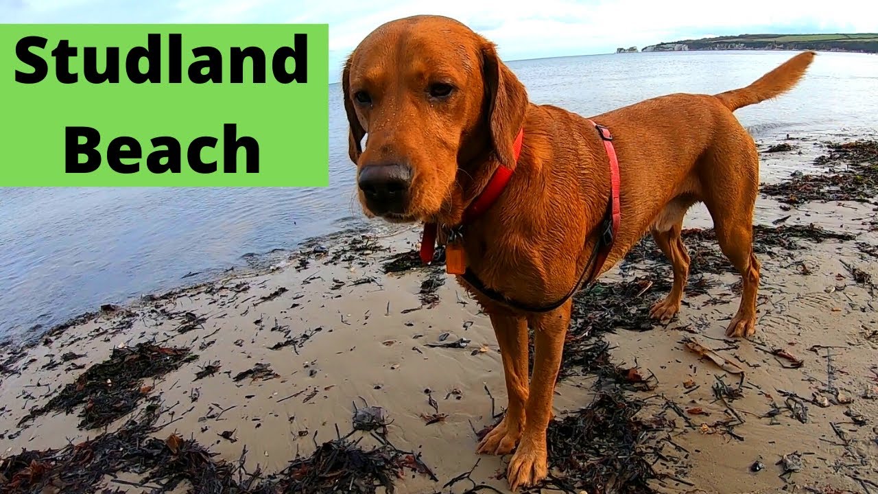 Dog friendly beach STUDLAND BEACH and SANDBANKS FERRY