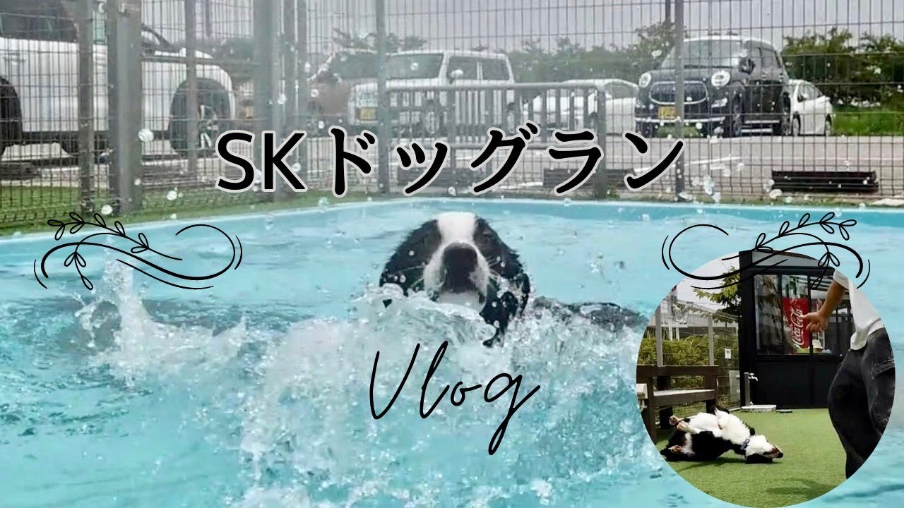 相棒ボーダーコリーとSKドッグランに行ってきた!!