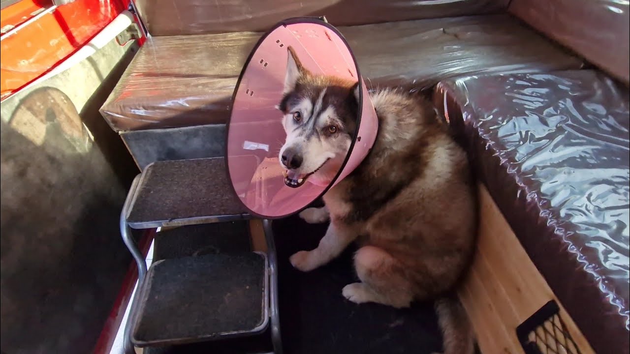 Husky gets The Cone of Shame After What He Did!