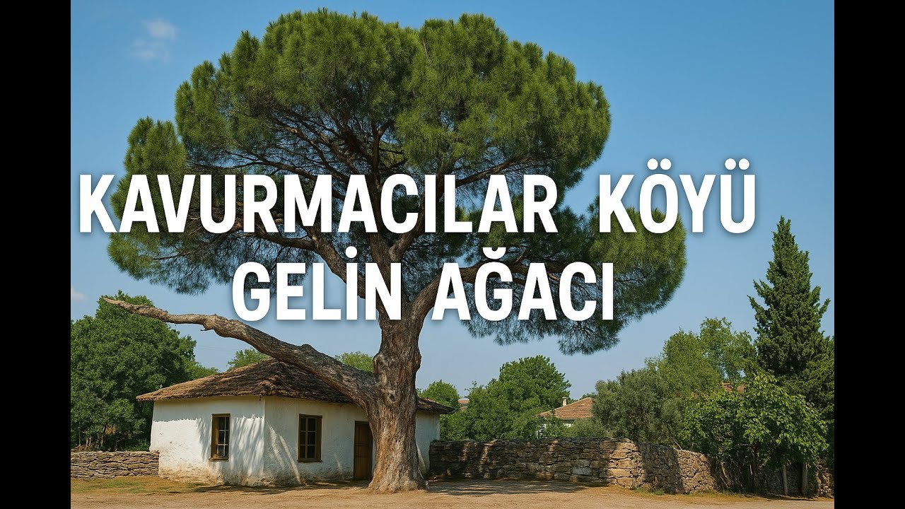 KAZDAĞLARI ETEKLERİNDE EFSANEVİ BİR AĞAÇ:GELİN AĞACI ZİYARETİ