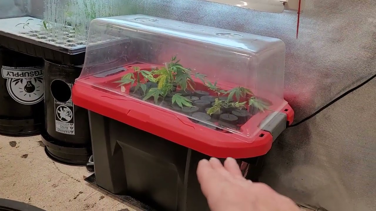 How to make SPECIAL CLONE SAUCE! Piranha is in! GMO OREO1.0 Halitosis Breath Peach Skunk LED