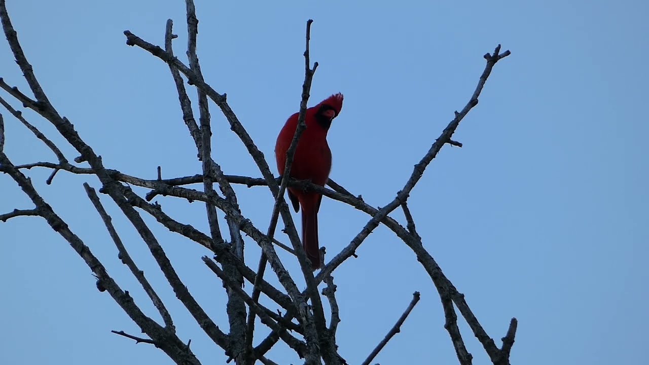 Bright red male Cardinal singing at dusk and fanning his feathers. 3/8/2026 @mattmathias2119 