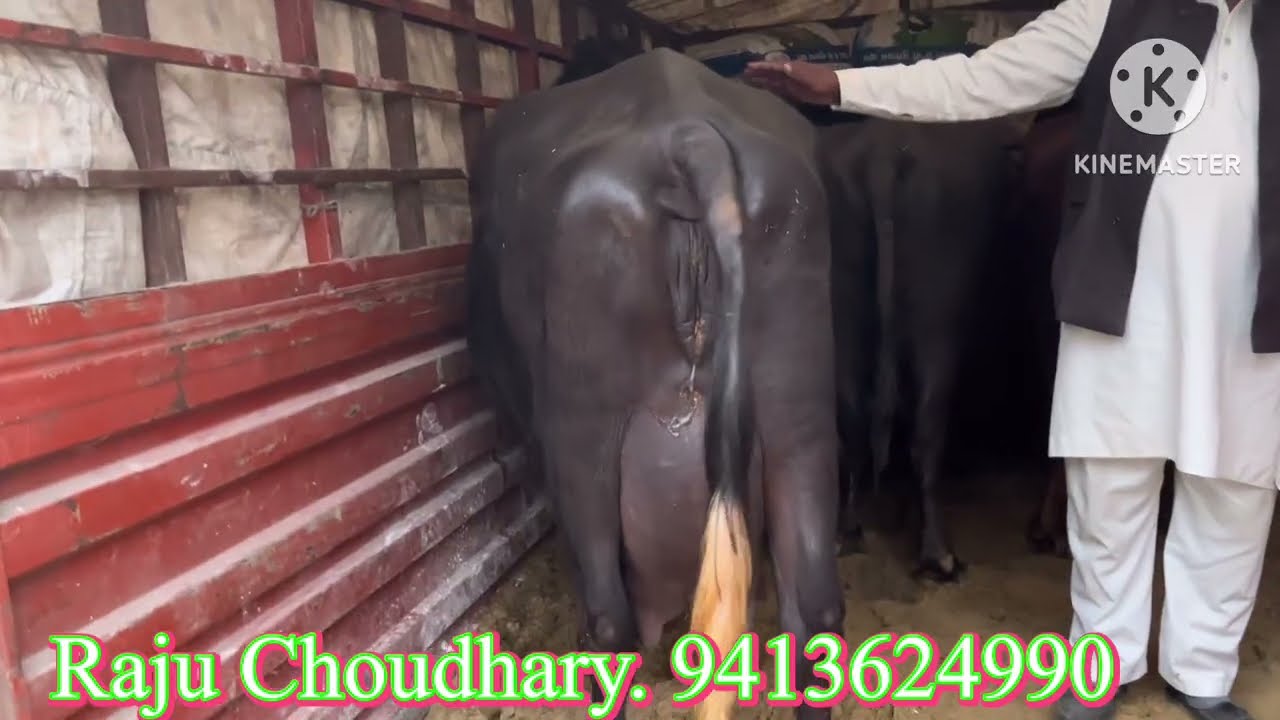 12 से 16 लीटर दूध 🥛 की भैसे ख़रीदो ✅ 10 भैसे बिकाऊ थोरी डेयरी फ़ार्म श्री गंगानगर 