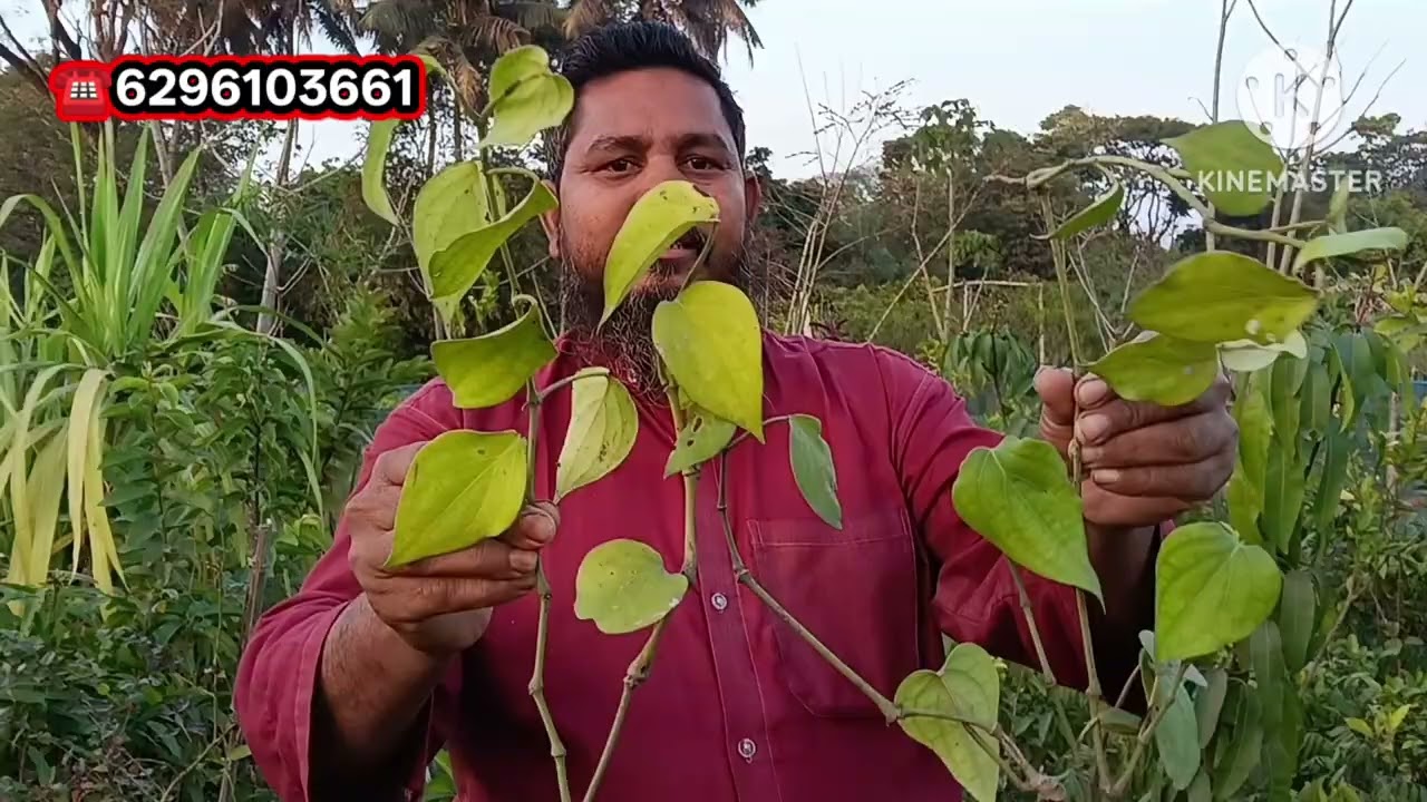 अपने थाईलैंड का वैरायटी बैठकर ओरिजिनल प्लांट नहीमिला न्यू सुहाना नर्सरी पर ओरिजिनल प्लांट मिलेगा 