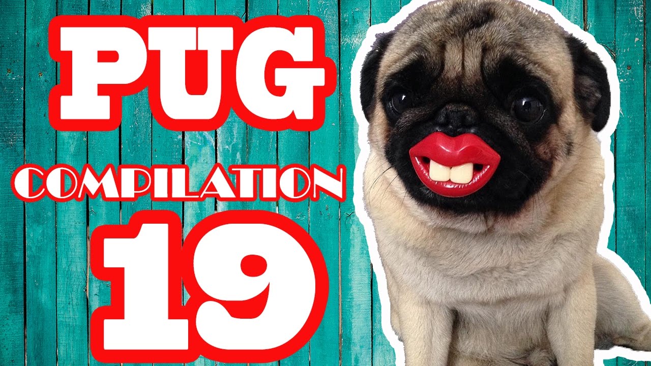 Pug Compilation 19 - Funny Dogs but only Pug Videos | Instapugs