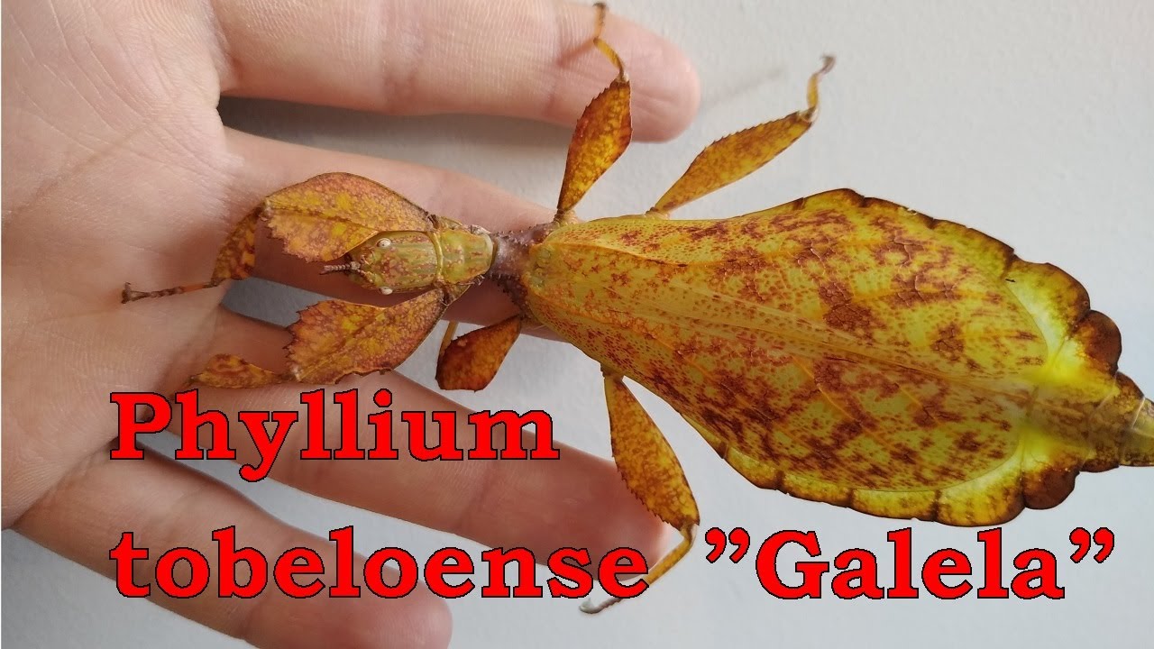 Phyllium tobeloense 