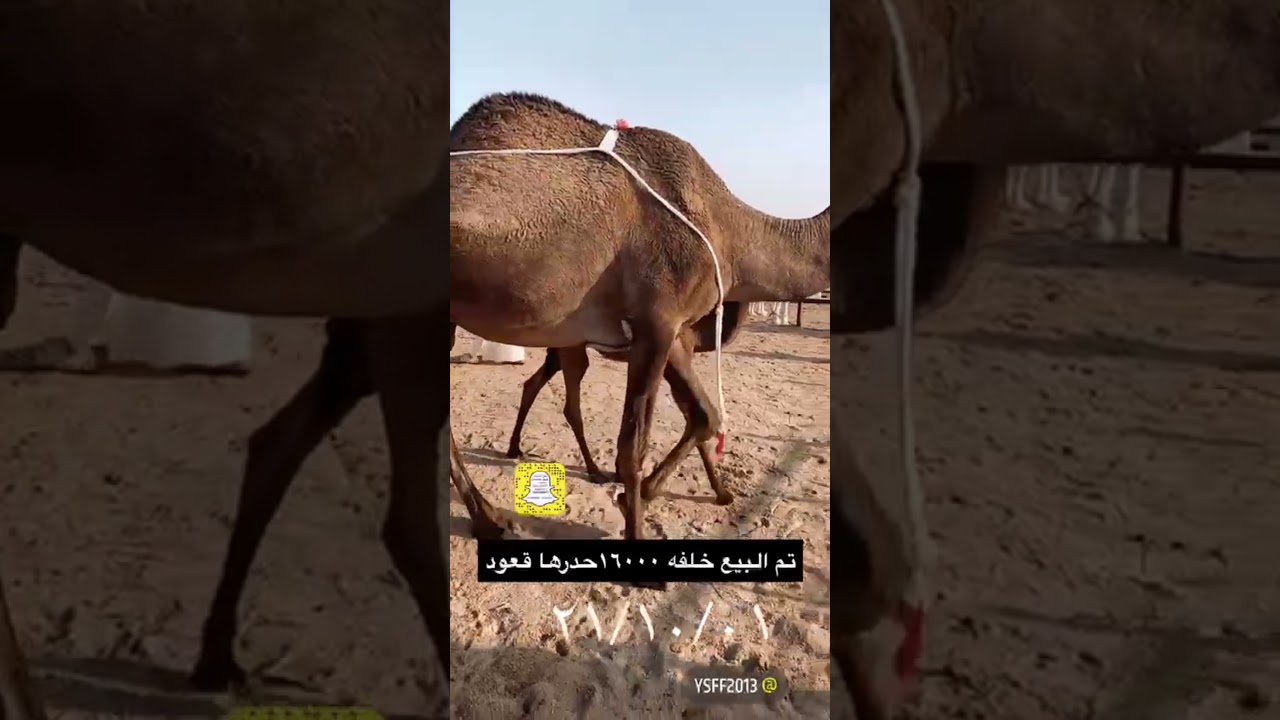 حراج سوق حفر الباطن الابل 1443/2/24