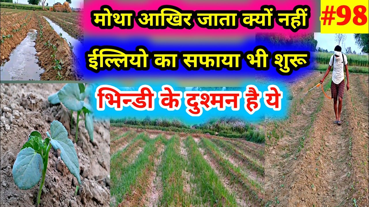 भिन्डी की खेती में खरपतवार और ईल्लियो की रोकथाम के उपाय करें❗lady's finger crop❗bhindi ki kheti #98