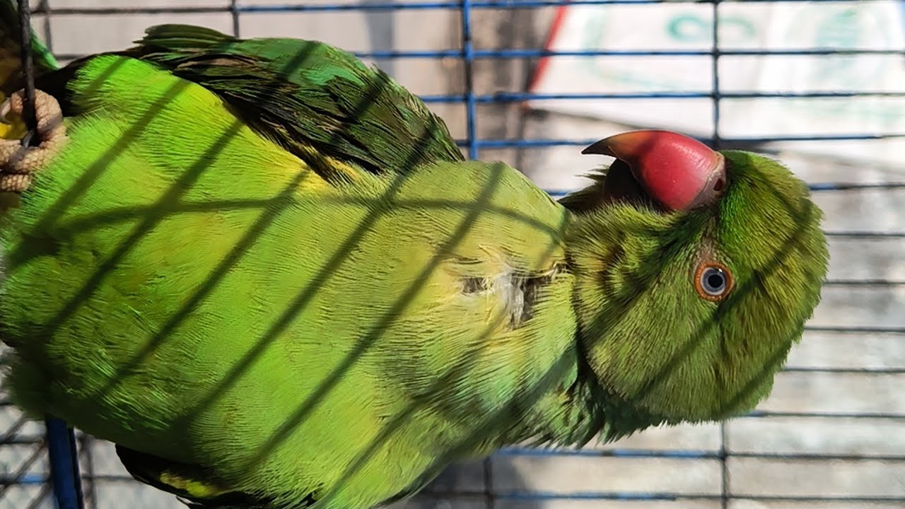 Parrot talking and enjoying in the sun 🌅 / 4k best quality 