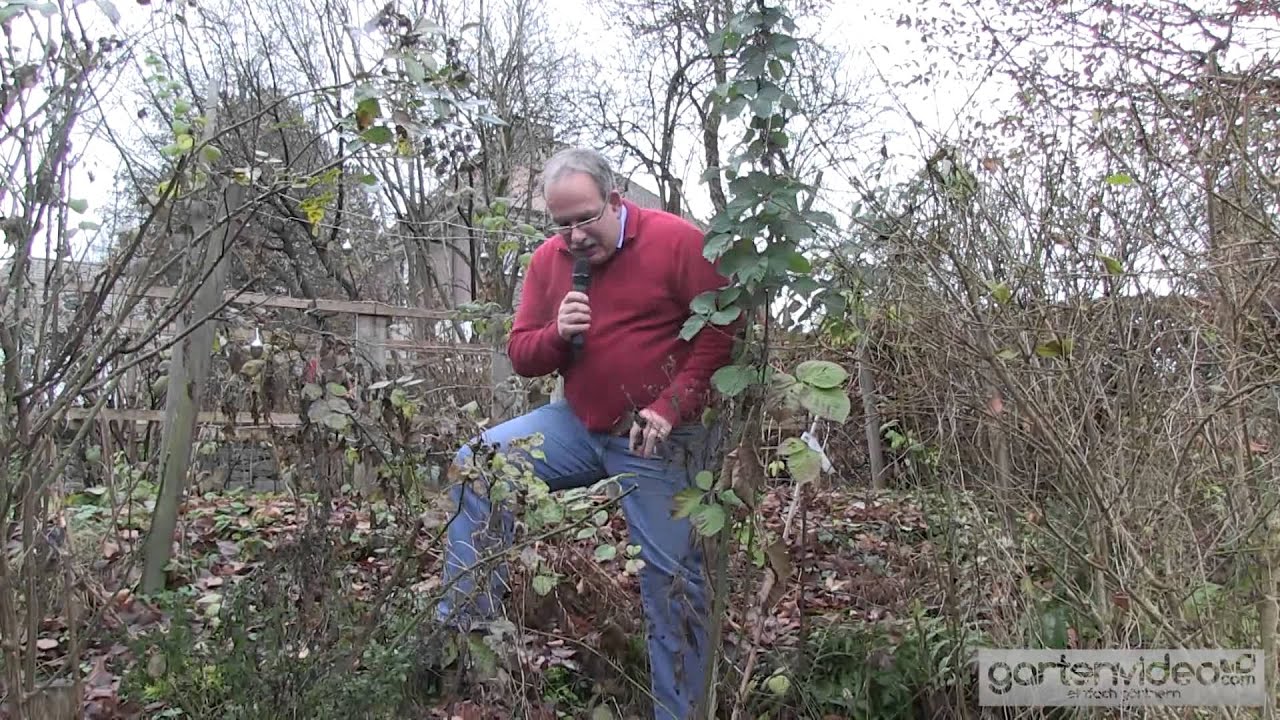 Wachstumsprobleme bei Navaho Brombeeren