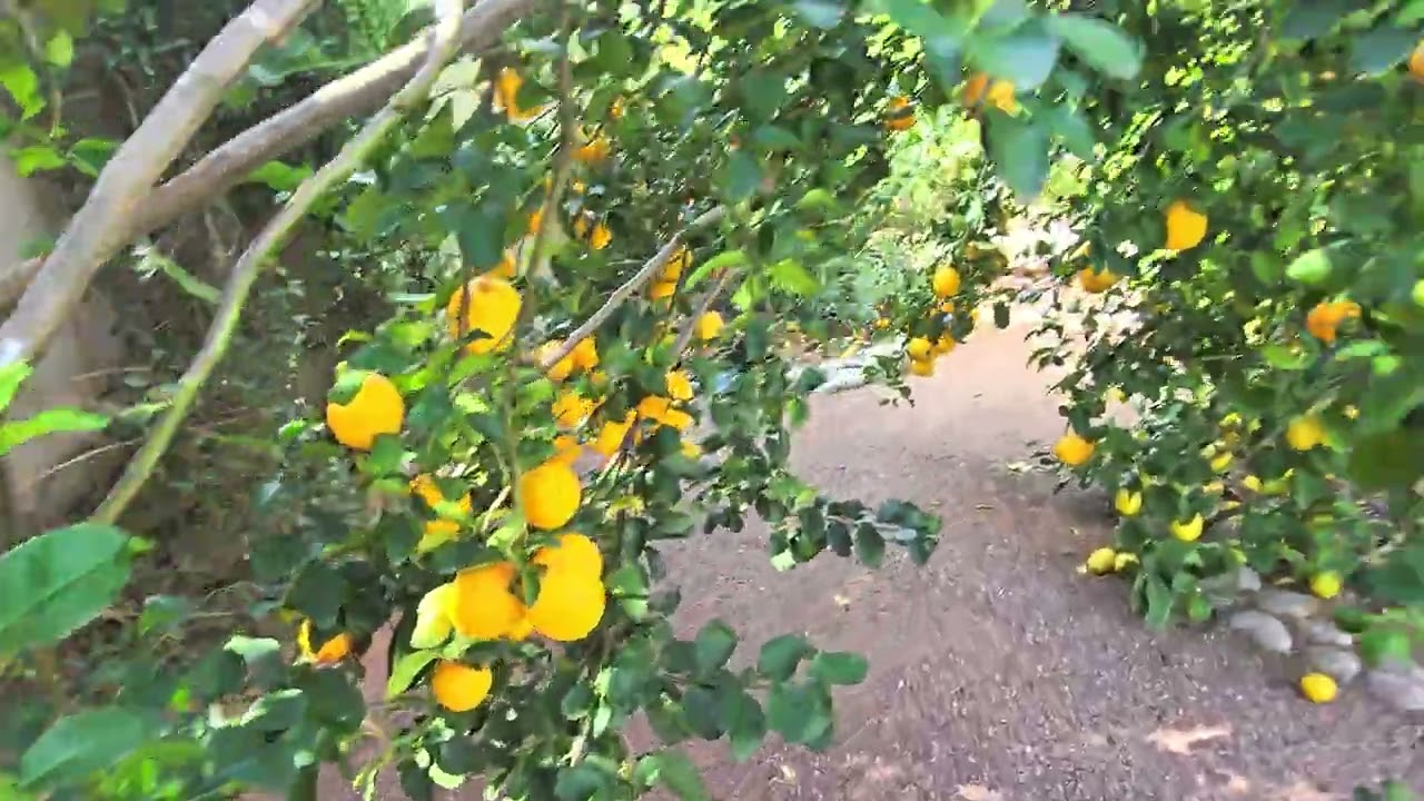Citrus Trees