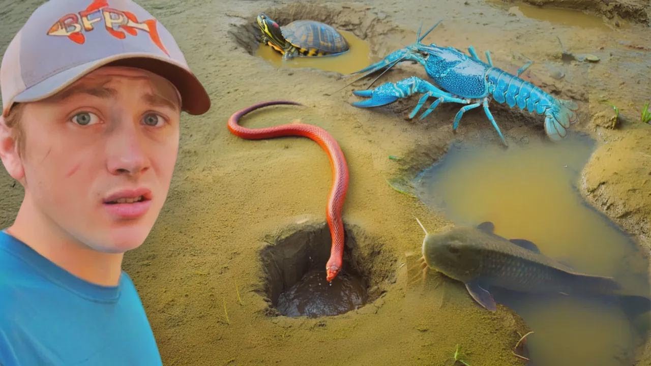 &iexcl;Descubr&iacute; criaturas viviendo en hoyos de lodo!