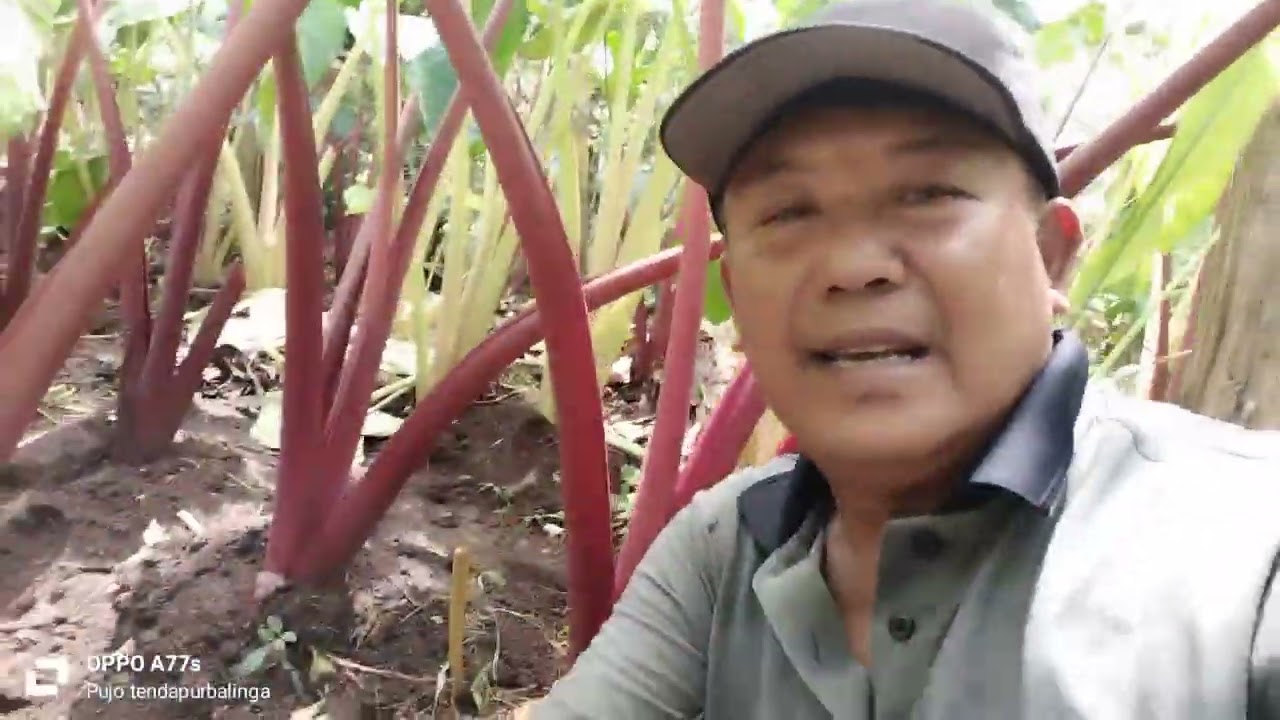 Cara tanam talas supaya umbinya cepat besar ,beginilah caranya