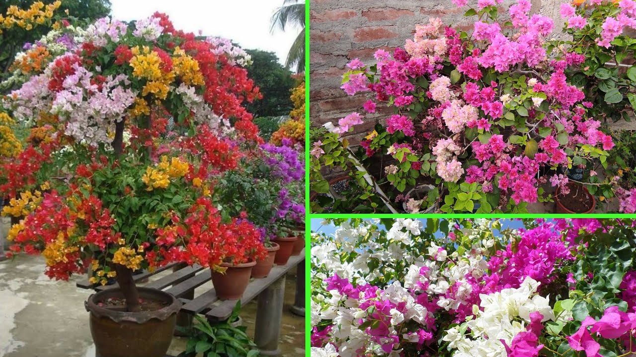 How to multi grafted bougainvillea, plant | 1.7 year update,