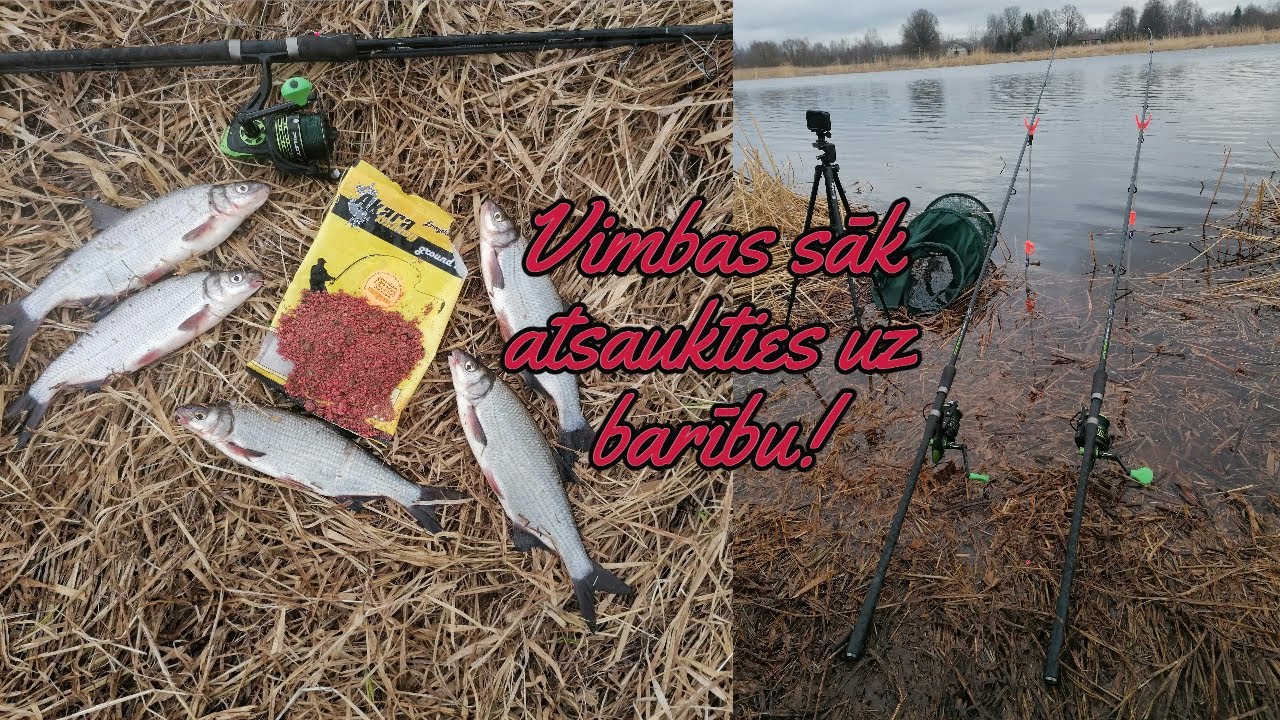 Vimbas sākušas atsaukties uz barību! Lielupe 26.03.2023.