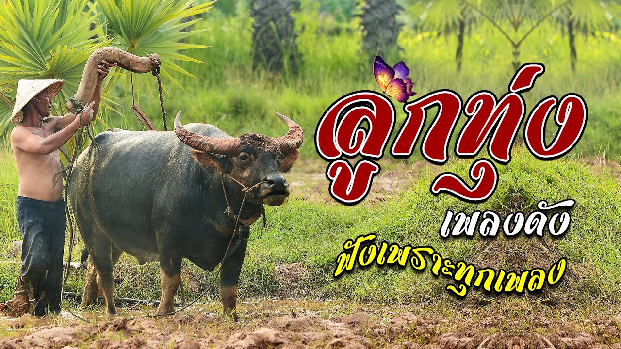 ลูกทุ่ง เพลงดังฟังเพราะทุกเพลง : รวมเพลงฟังเพราะๆ #ฟังแบบต่อเนื่อง