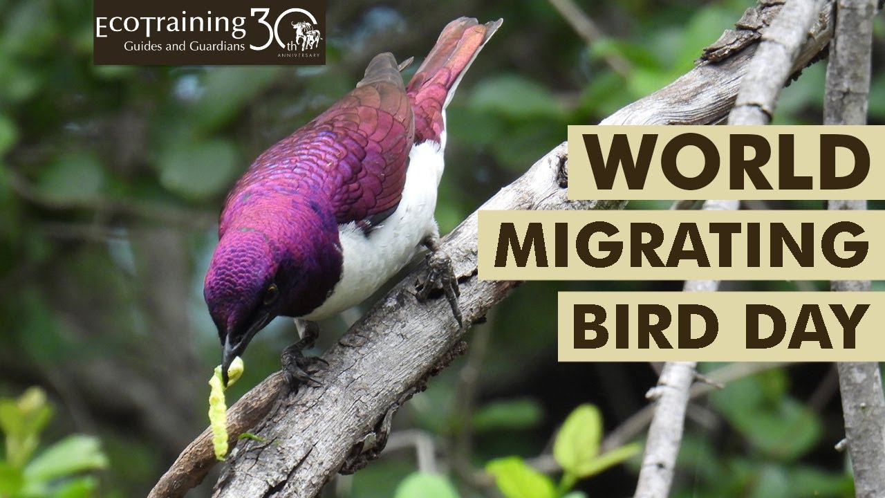 World Migrating Bird Day l Birds of the Bush | EcoTraining
