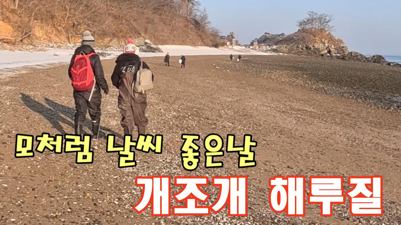 주말 모처럼 날씨가 좋아서 개조개 해루질 (국화도 해루질)