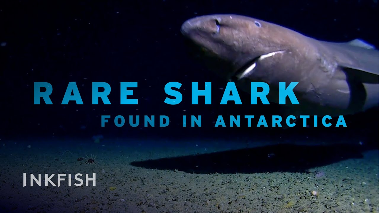 First Sleeper Shark Filmed in Antarctica’s Deep