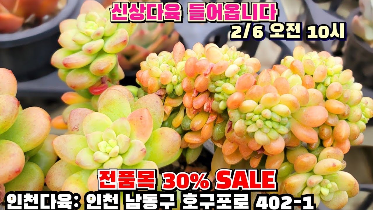 [인천다육]❤️내일 오전10시에 신상다육이 들어옵니다 🏡 인천 남동구 호구포로 402-1 ☎️ 010-5316-7402 