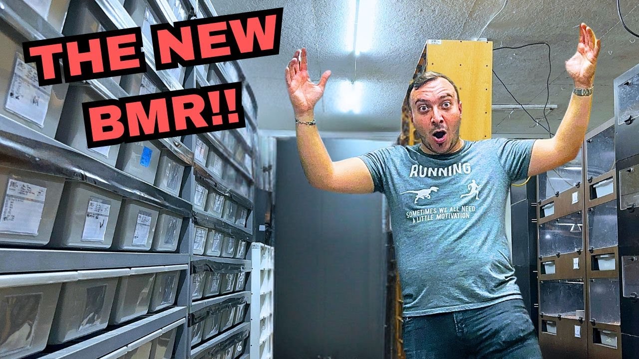 ПЕРЕМЕЩЕНИЕ СОТЕН ЗМЕЙ — Новый BMR!