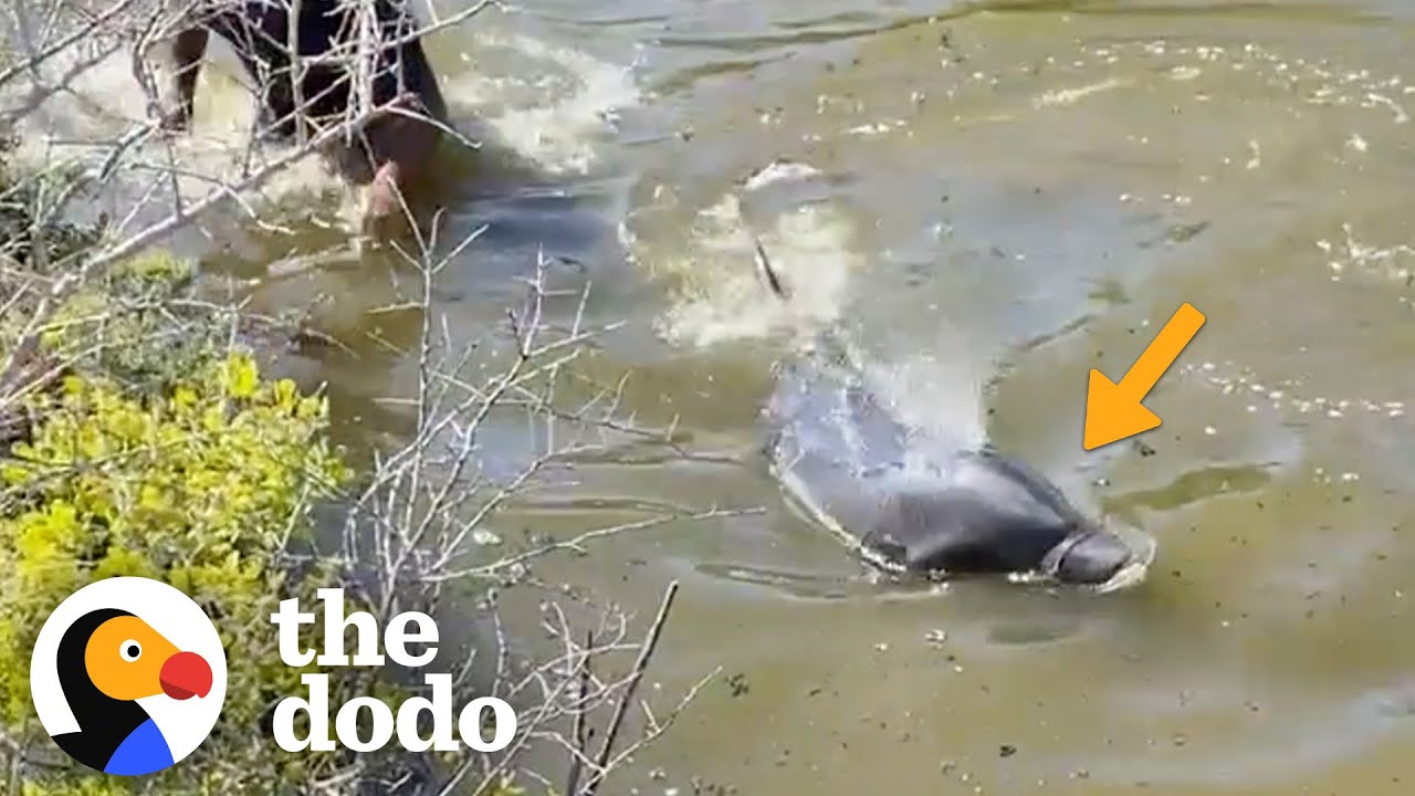 Men Jump Into River To Save A Dolphin's Life | The Dodo