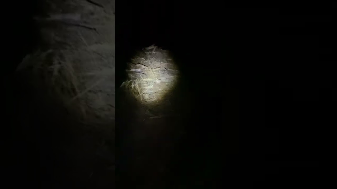 Rabbit at night #rabbit #night #wildlife #nature #bunny #rabbits