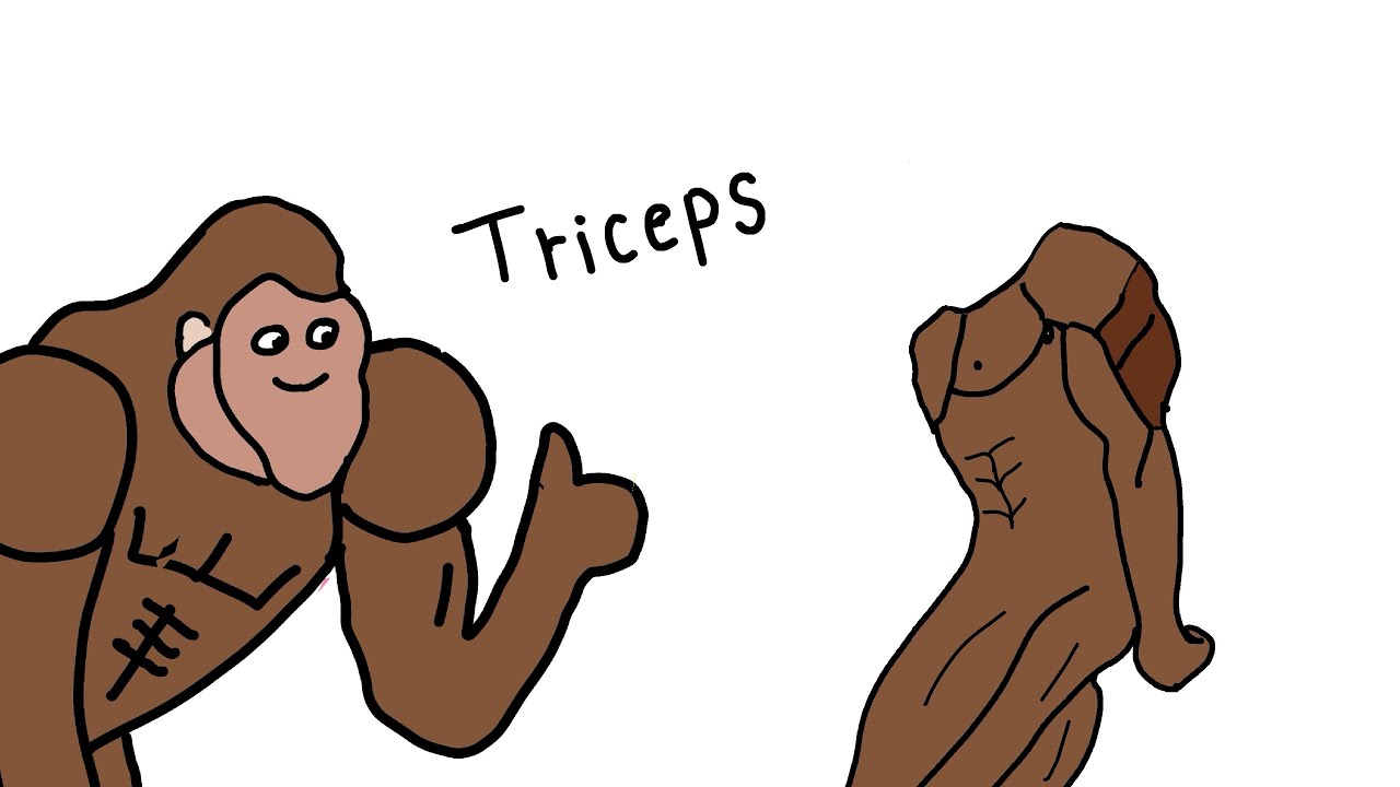 How To Get Big Triceps Explained By Ape