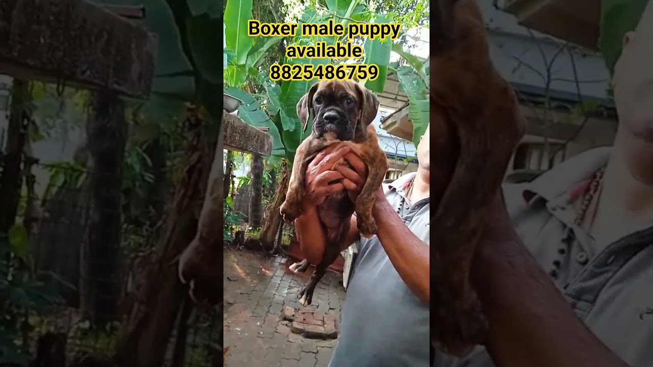 boxer male nd female puppy available 🔥🔥🔥 