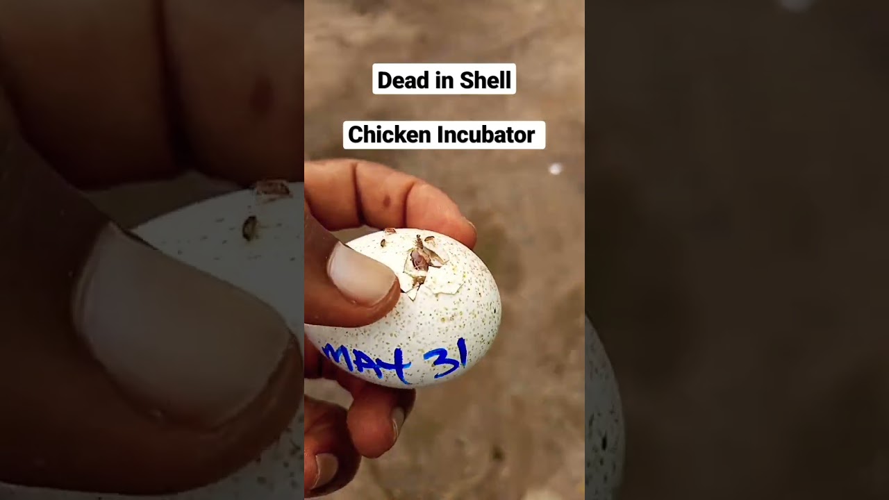 Dead In Shell! Chicken Incubator Hatchery. #shorts