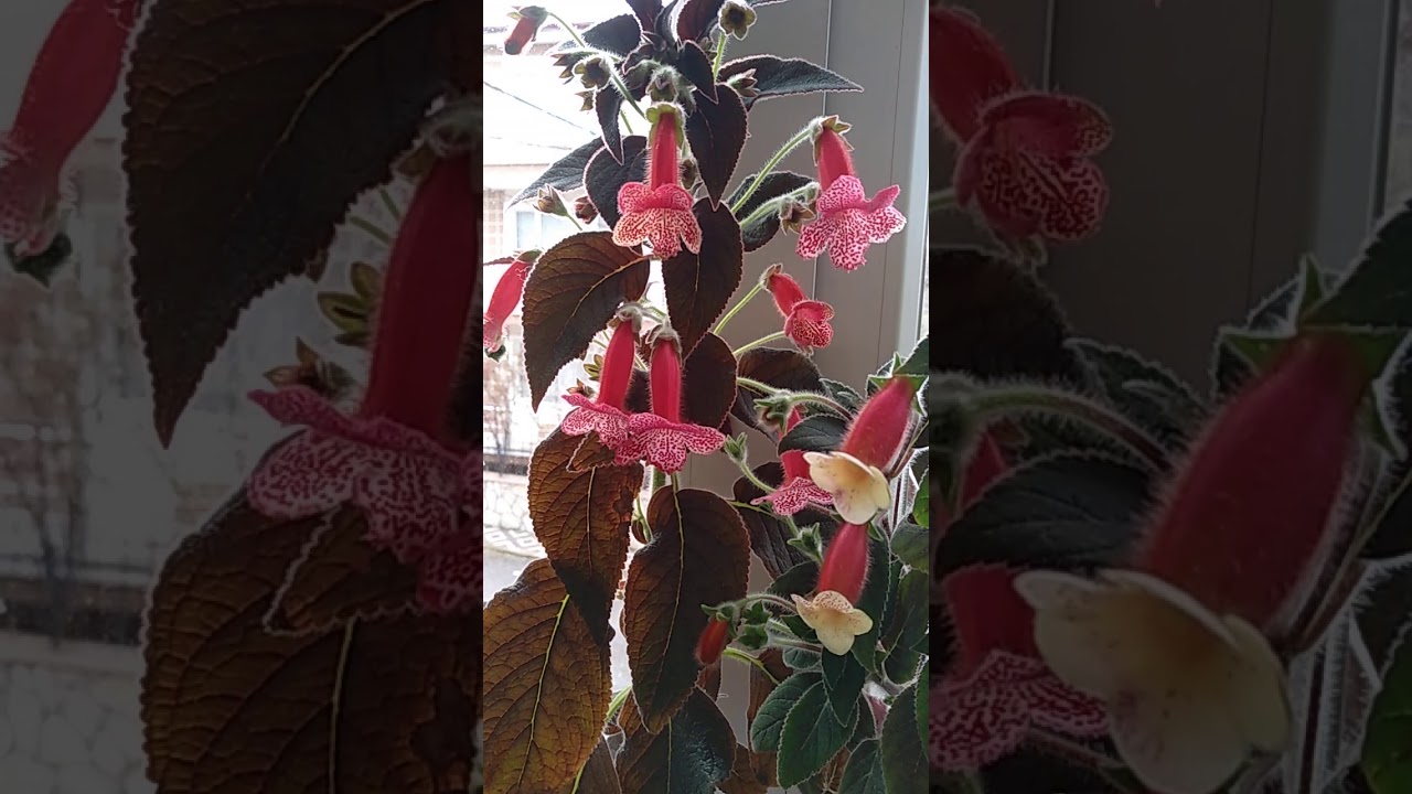 kohleria japon küpelisi çiçeği bakımı