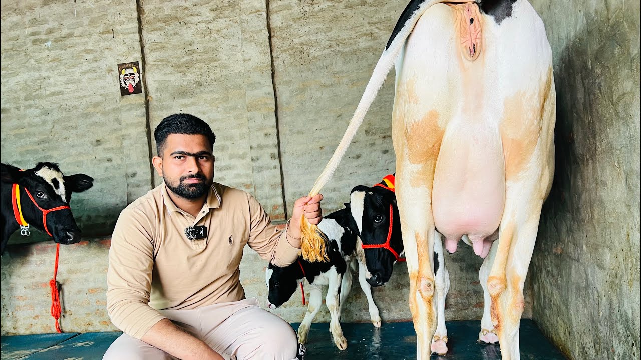 ਪਿੰਡ ਭਾਈਰੂਪਾ। ਦੋ ਤਾਜ਼ੀਆਂ ਸੂਈਆਂ ਗਾਵਾਂ 👌🏻ਮਗਰ ਵੱਛੀ 💎🔥ਤੇ ਚਾਰ ਗੱਬਣ ਗਾਵਾਂ 👌🏻🔥ਘੱਟ ਰੇਟ 😱🔥Bawa dairy farm 