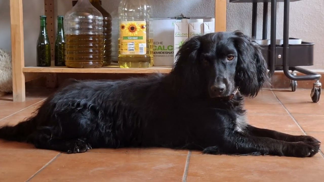 The Adventures of Storm - A little black dog.