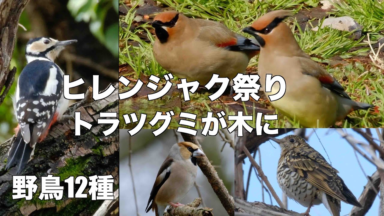3月8日 ヒレンジャク飲むわ食べるわでお腹一杯 秋ヶ瀬公園野鳥