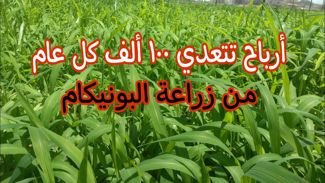 شاهد كيف تحقق مكاسب من زراعة علف البونيكام