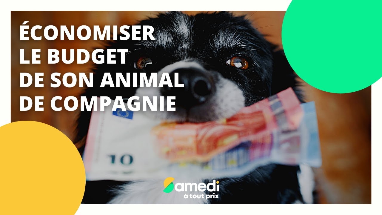 Economiser le budget de son animal de compagnie - Samedi à tout prix