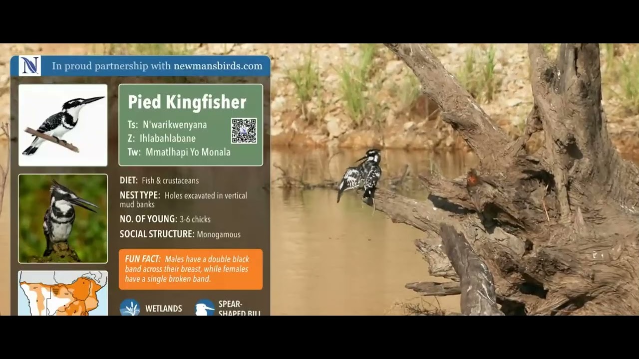 Pied Kingfisher