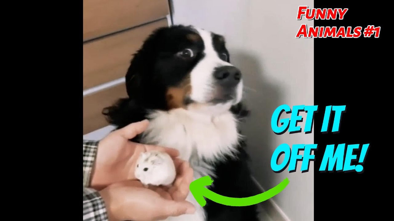 Fails and Funnies | Animal & Pet Compilation #1