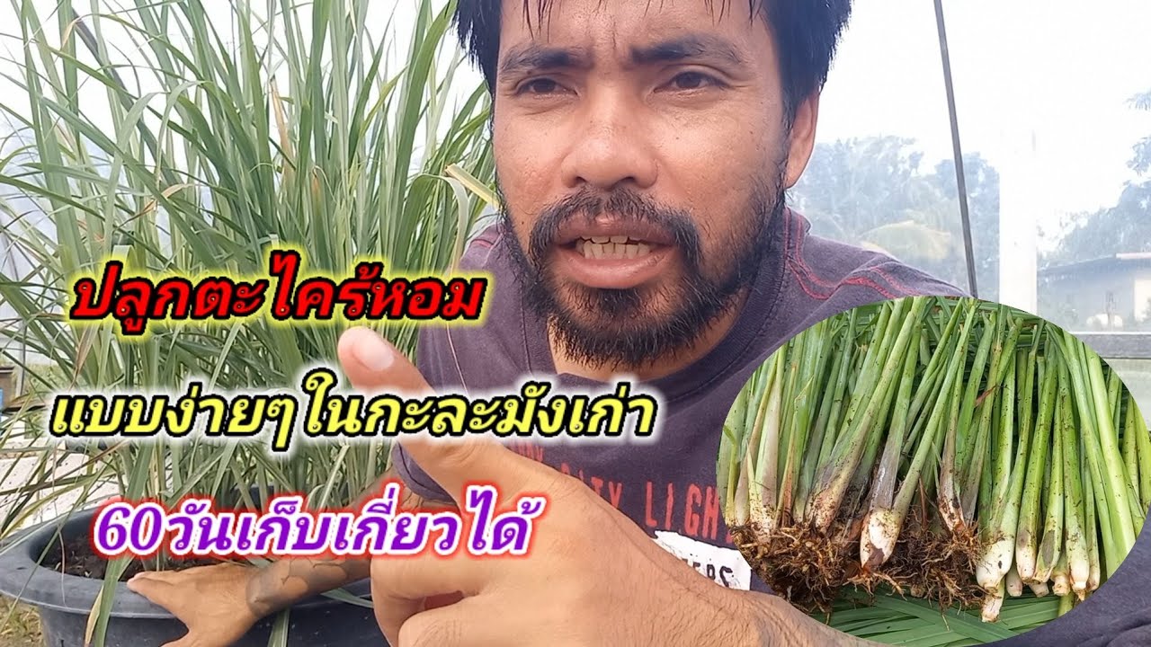 วิธีการปลูกตะไคร้ในกะละมังให้ต้นอวบกอใหญ่ ปลูก60วันเก็บกินได้/เต๋าสายกลาง